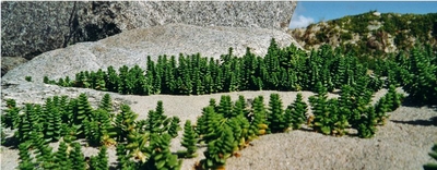 forêt miniature